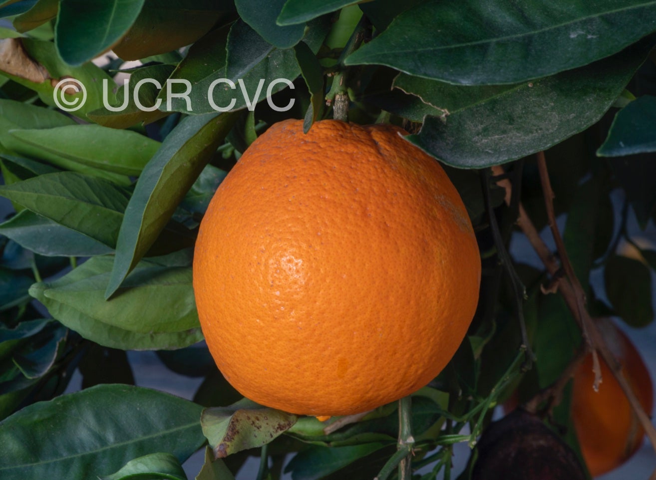 rush_ti_navel_orange_crc_4262_002.jpg