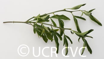 ruskcitrangecrc1441009