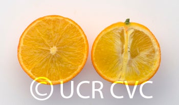 ruskcitrangecrc1441010