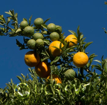 ruskcitrangecrc301004