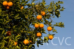 ruvelnavelorangecrc3181001