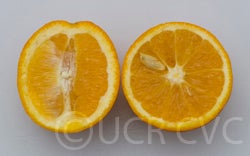 ruvelnavelorangecrc3181022