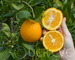 ruvelnavelorangecrc3181023