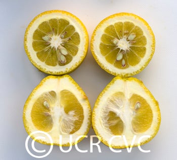 s281citrangelotrifoliatextangelohybridcrc3552006.jpg