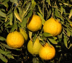 Willowleaf sour orange cvc02_000.jpg