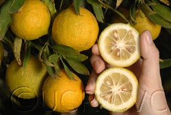 Willowleaf sour orange cvc04_000.jpg