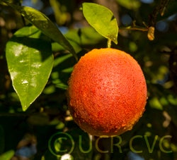 sanguinellibloodorange_crc3828_001