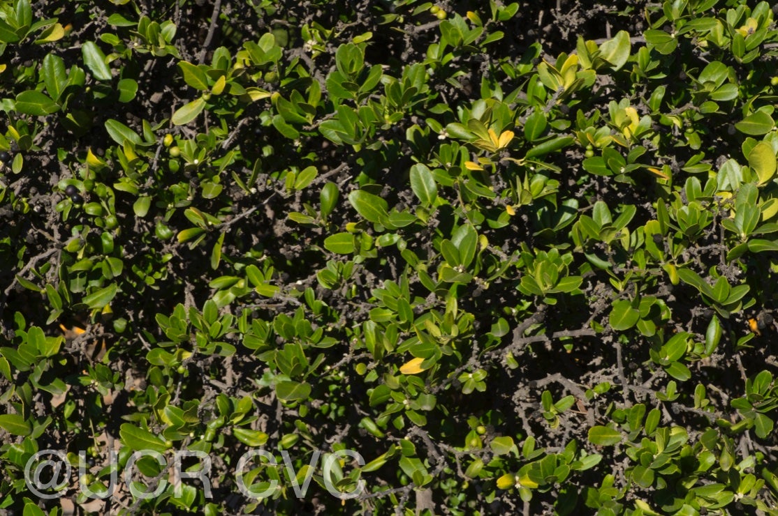 severinia_buxifolia_crc_1494_002.jpg