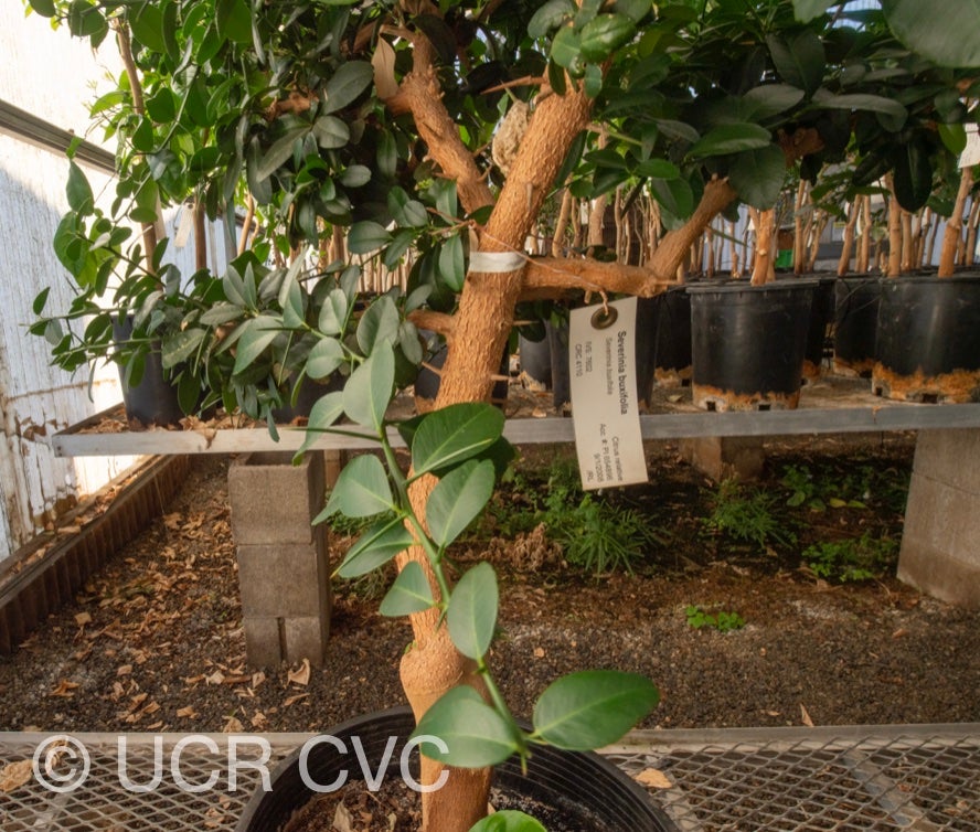 severinia_buxifolia_crc_4110_008.jpg