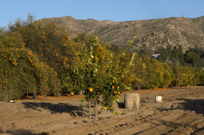 shahani_red_navel_001