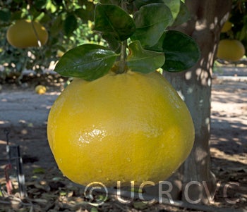 sinograndispummelohybridcrc3148006