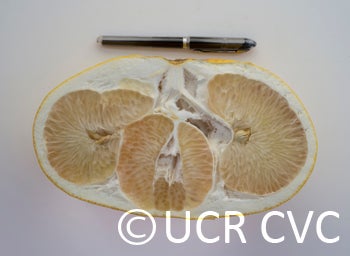 sinograndispummelohybridcrc314800