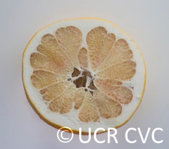 sinograndispummelohybridcrc3148009