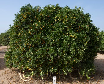 sintoncitrangequat_crc3642_003