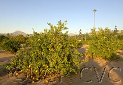 smoothflatseville_crc_4079_001