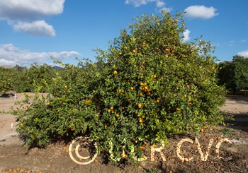 sniffacidlessrangpurlime_crc2484_002