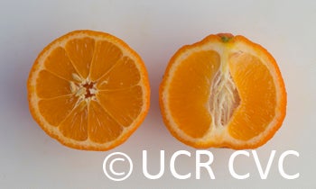 sniffacidlessrangpurlime_crc2484_003