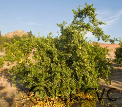 soghilime_crc4130_003