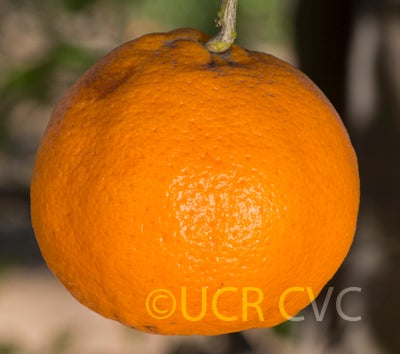 sohhimtramandarin_crc4095_003