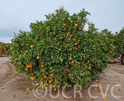 springnavel_crc4024_003