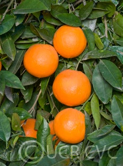 springnavelorange_crc4024_001