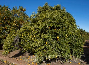 starsweetorange_crc366_002