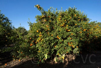 Stow red rough lemon crc3185002