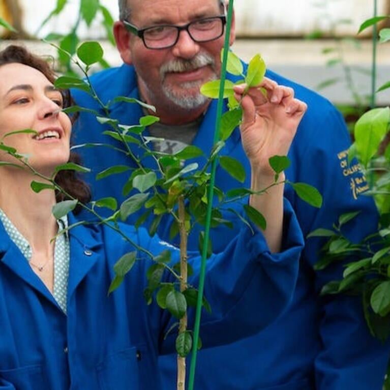 UCR Citrus Clonal Program