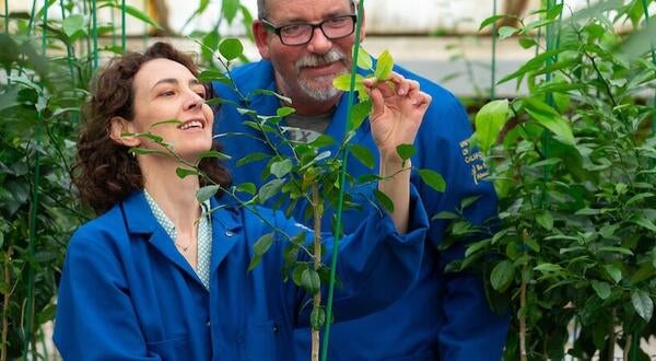 UCR Citrus Clonal Program