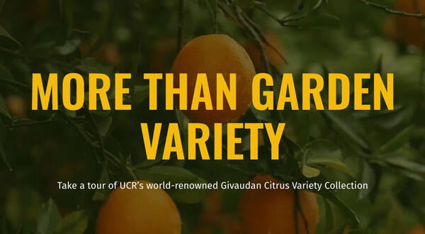 UCR Magazine - More Than Garden Variety