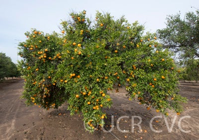 Szinkom mandarin crc3085002