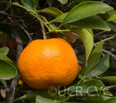 Szinkom mandarin crc3085005