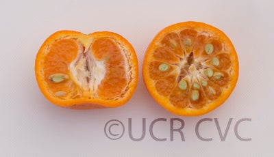 Szinkom mandarin crc3085010