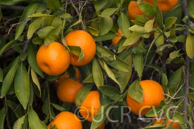 Szinkom mandarin crc3085012