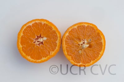 tankantangorcrc3875002