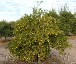 Tavares limequat 002_000.jpg