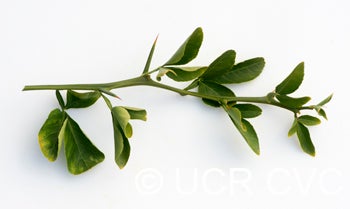 Taylor trifoliate crc3571006