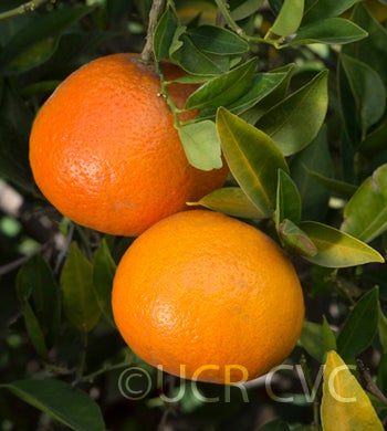 TDE1 Mandarin crc3972001