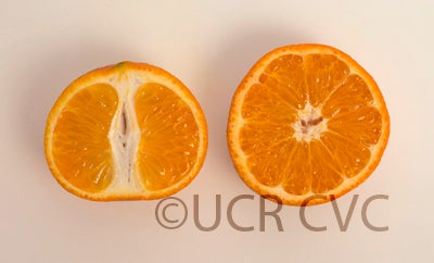 TDE1 Mandarin crc3972002