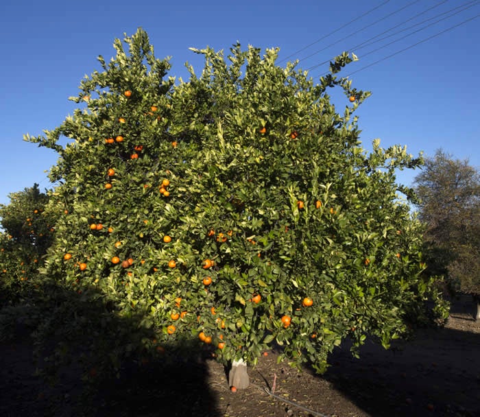 TDE1 Mandarin crc3972003