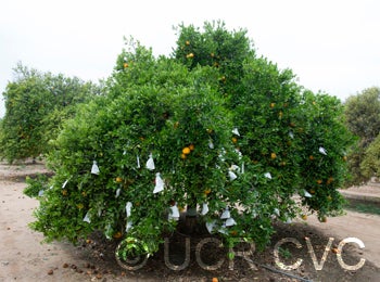 Temple tangor crc2598001