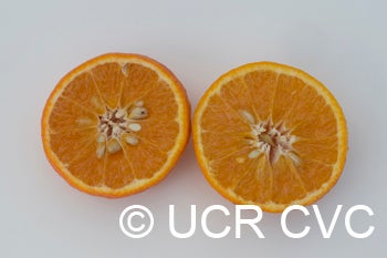 Temple tangor crc2598002