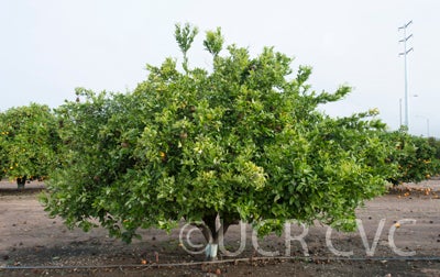 Temple X Dancy Mandarin Hybrid crc4021003