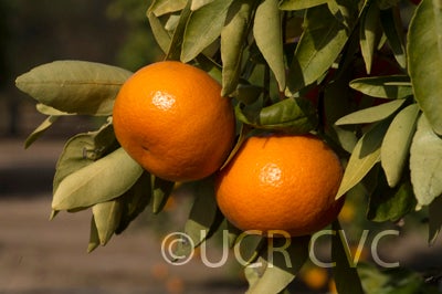 Temple X Dancy Mandarin Hybrid crc4021007