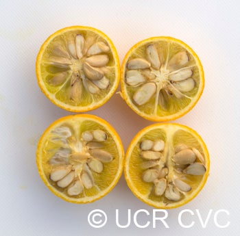 Texas trifoliate crc2861007