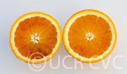 Thermal Tarocco blood orange crc4018002