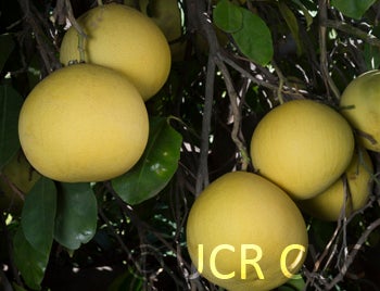 Thong Dee pummelo crc3927005.jpg