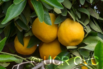 Thornton Tangelo crc2013006.jpg