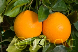 Tibbetts Parent Washington navel orange crc4051004.jpg