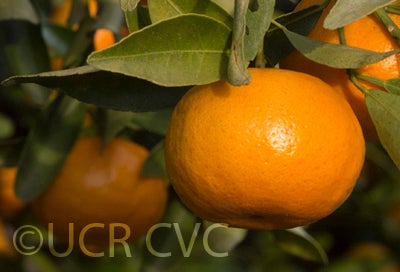 Tien Chieh mandarin crc2376005.jpg